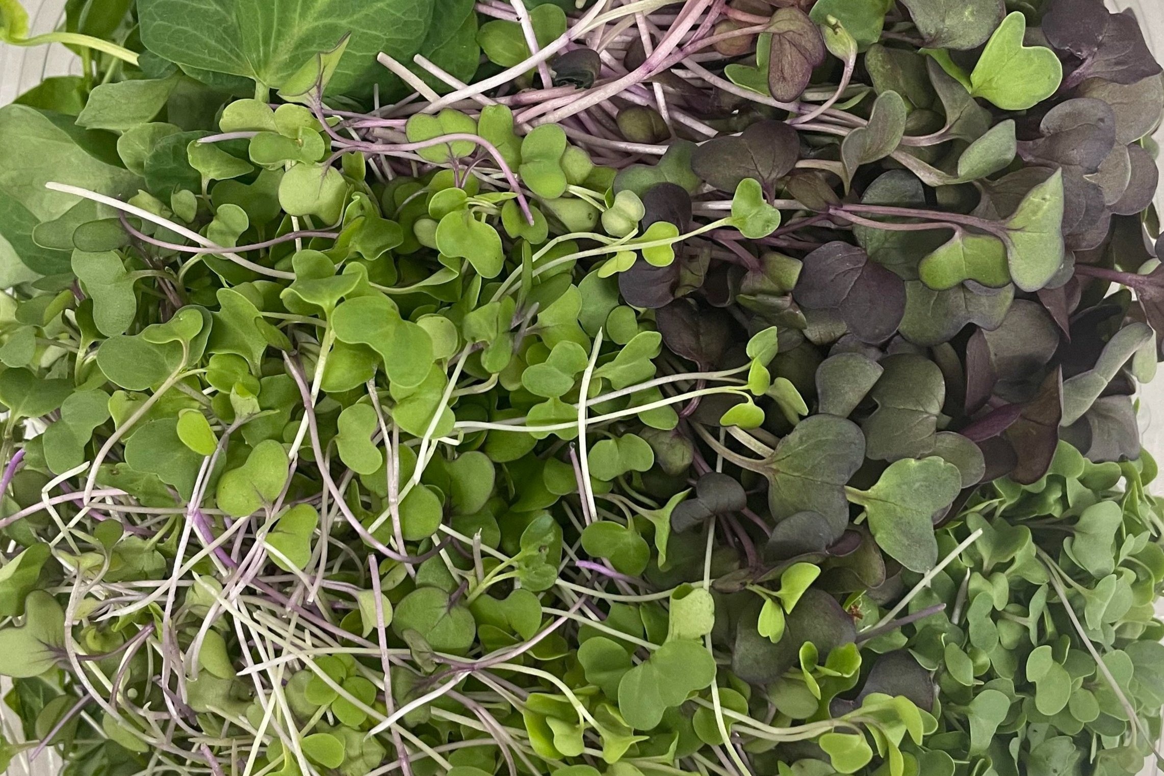 Claudia+Frey+-+Sun+Sampler+Microgreens+pic A vibrant assortment of microgreens, including various shades of green and purple, showcasing their delicate leaves and stems, ideal for healthy salads and garnishes.
