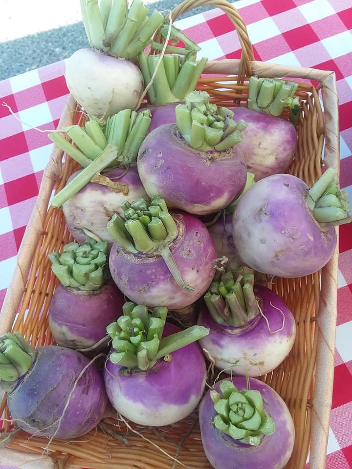 Basket of fresh purple and white turnips with green tops, displayed on a red and white checkered tablecloth, showcasing a vibrant harvest.
