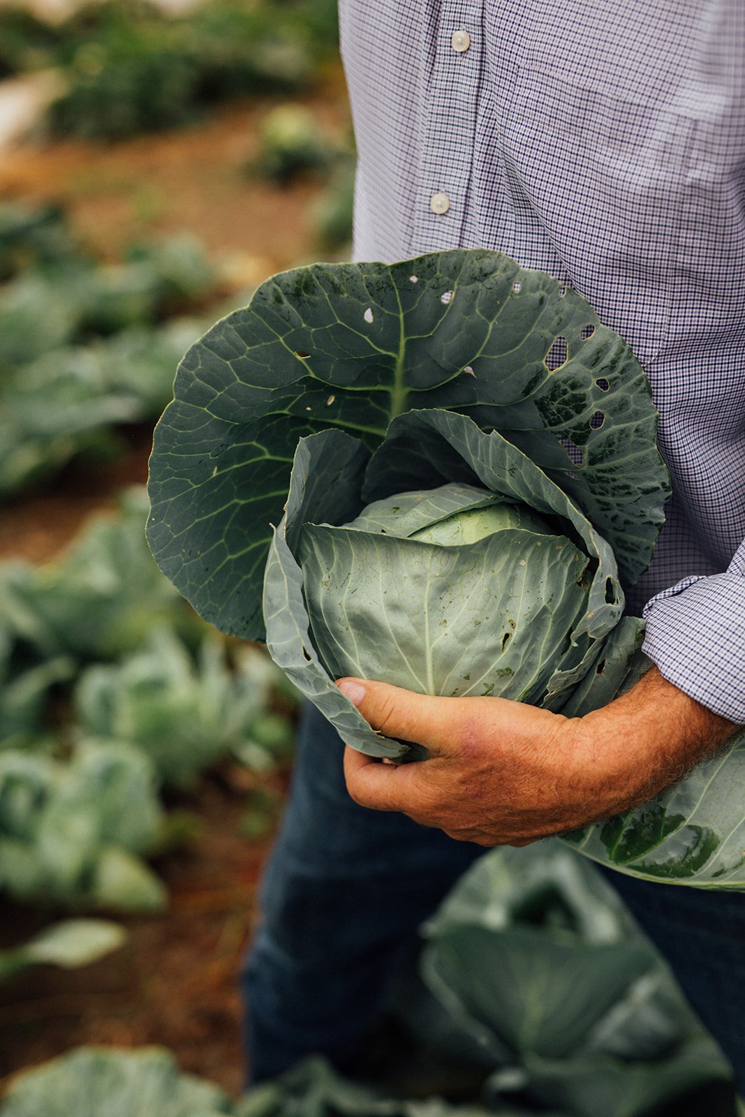 Farmer holding freshly harvested cabbage surrounded by green cabbage plants in a field.