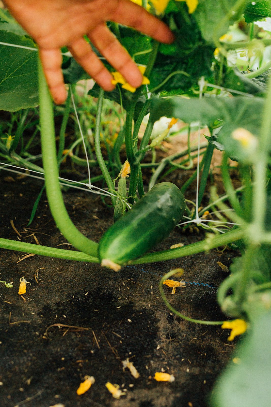 Hand reaching for a ripe cucumber growing on a vine in a garden, surrounded by green leaves and yellow flowers. Soil and fallen flower petals are visible in the background, highlighting a healthy vegetable garden.