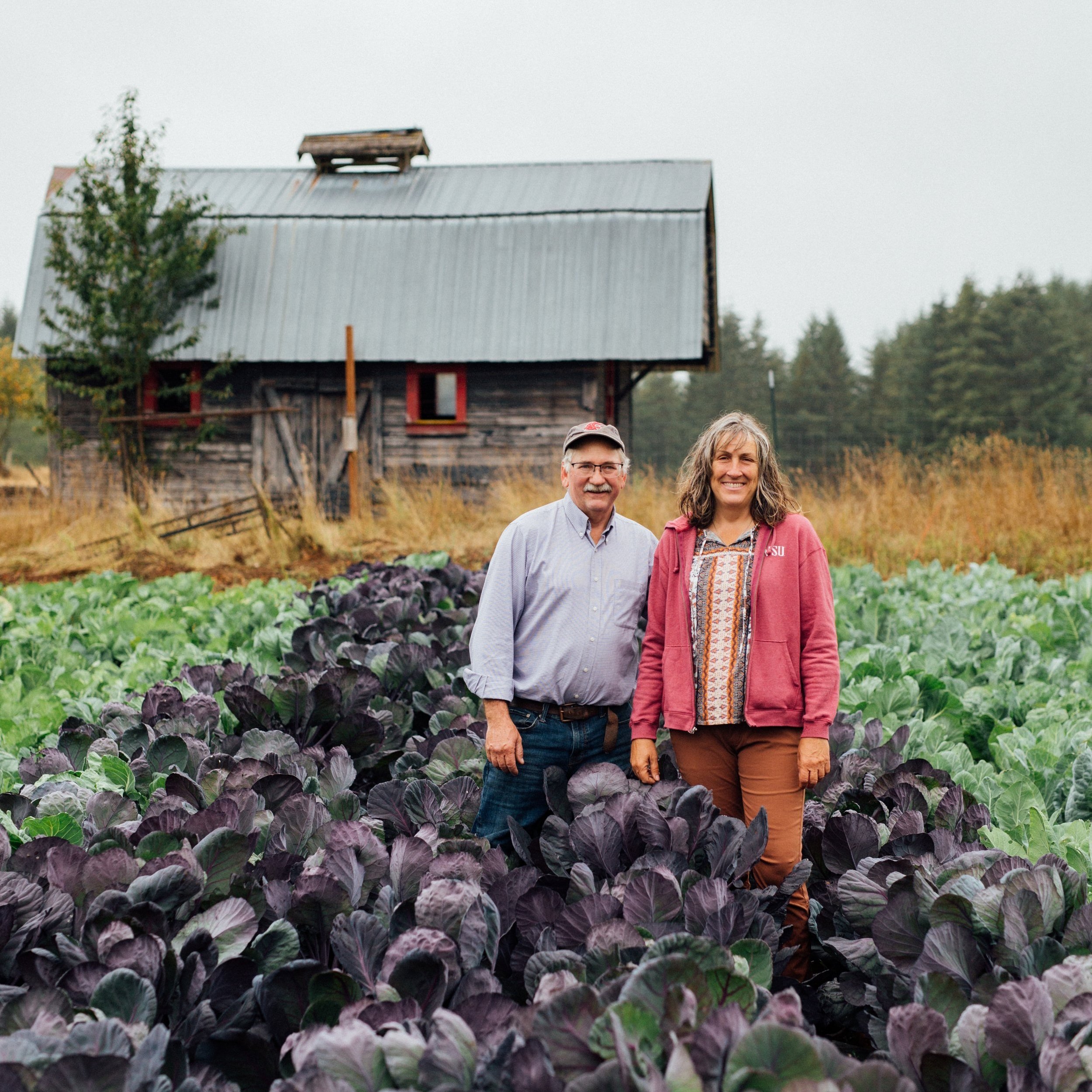 Frey+Family+Farm,+WA+-+Who+We+Are Farmers standing in a field of purple cabbage with a rustic barn in the background, surrounded by green crops on a cloudy day.