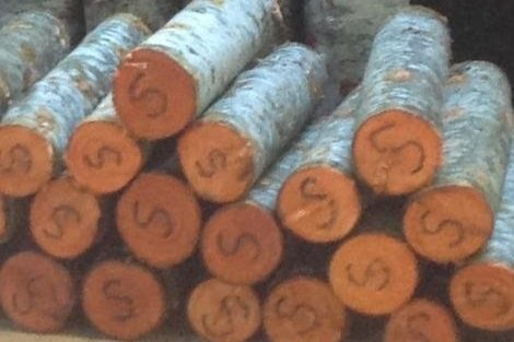 Frey+Family+Farm,+WA+-+mushroom+logs Stacked logs with visible markings on the ends, showcasing their natural wood texture and circular cross-sections.