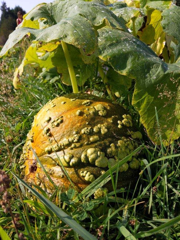 Close-up of an unusual, bumpy pumpkin growing in a field, surrounded by green leaves and grass, showcasing its unique texture and coloration.