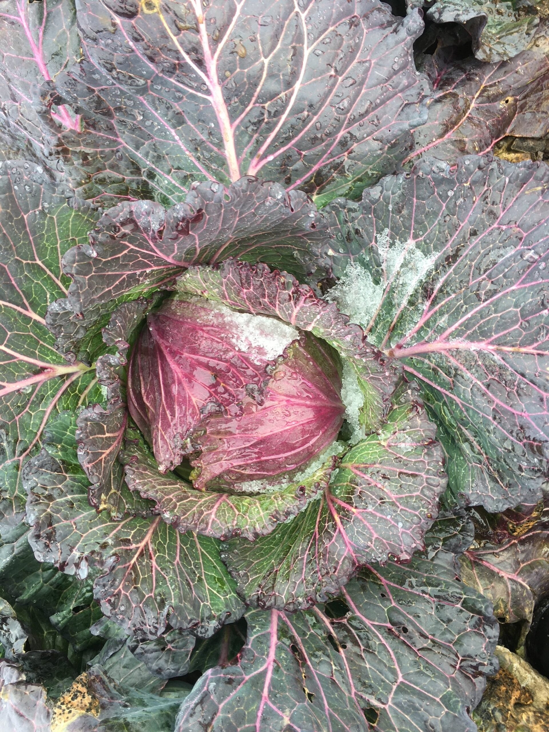 Close-up of a vibrant purple cabbage with green leaves, showcasing intricate leaf patterns and water droplets, highlighting its freshness and nutritional appeal.