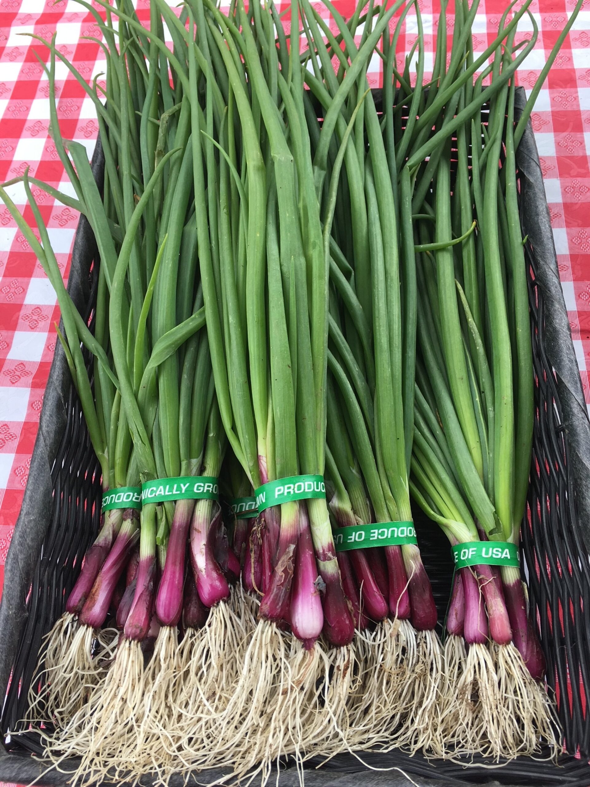 Freshly harvested green onions with vibrant green tops and purple bulbs, displayed in a basket on a red and white checkered tablecloth, labeled as organically grown and sourced from the USA.