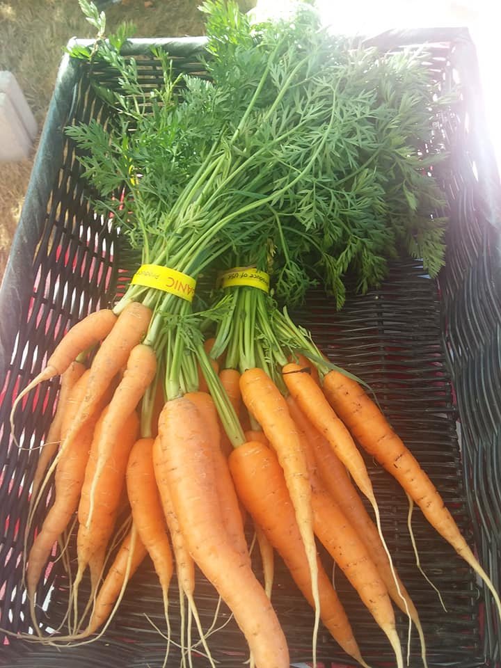 Bunch of fresh organic carrots with green tops, tied together with a yellow band, placed in a black woven basket.