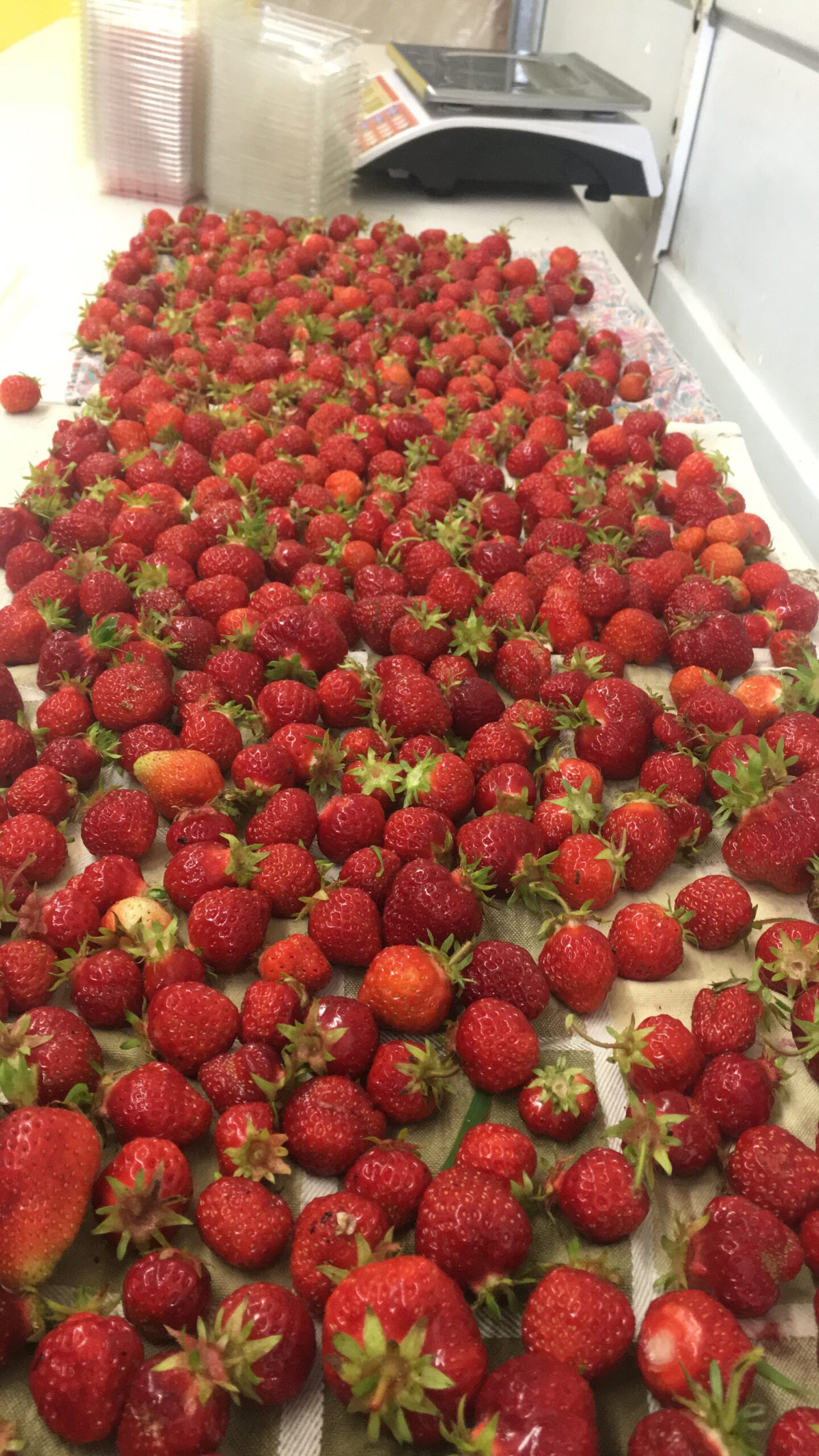 Freshly harvested strawberries spread out on a table, showcasing a vibrant array of red fruits with green stems, ready for packing or sale. In the background, plastic containers and a scale are visible, indicating preparation for distribution.
