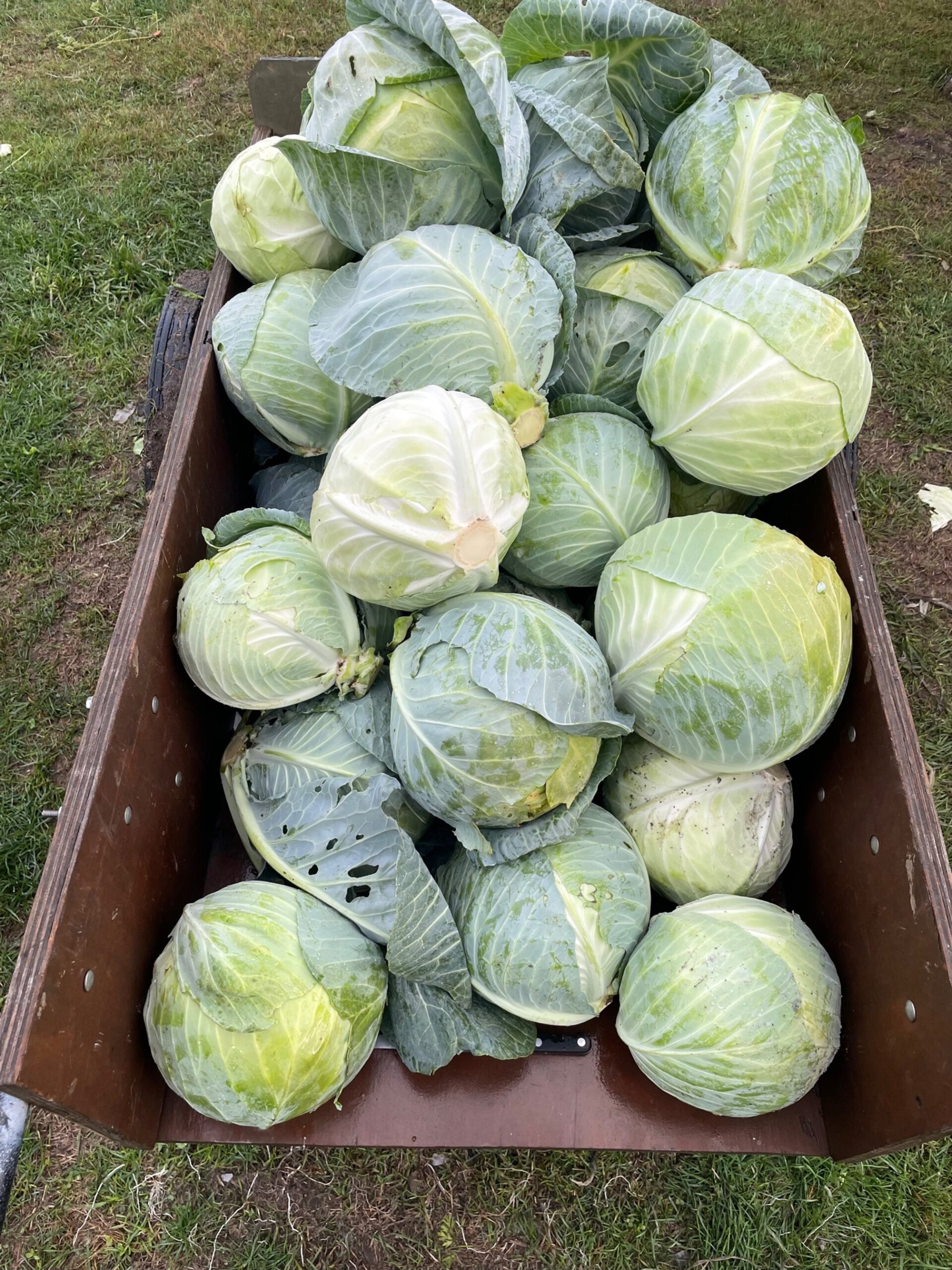 Freshly harvested green cabbages piled in a wooden cart, showcasing their vibrant leaves and healthy appearance, set against a grassy background.