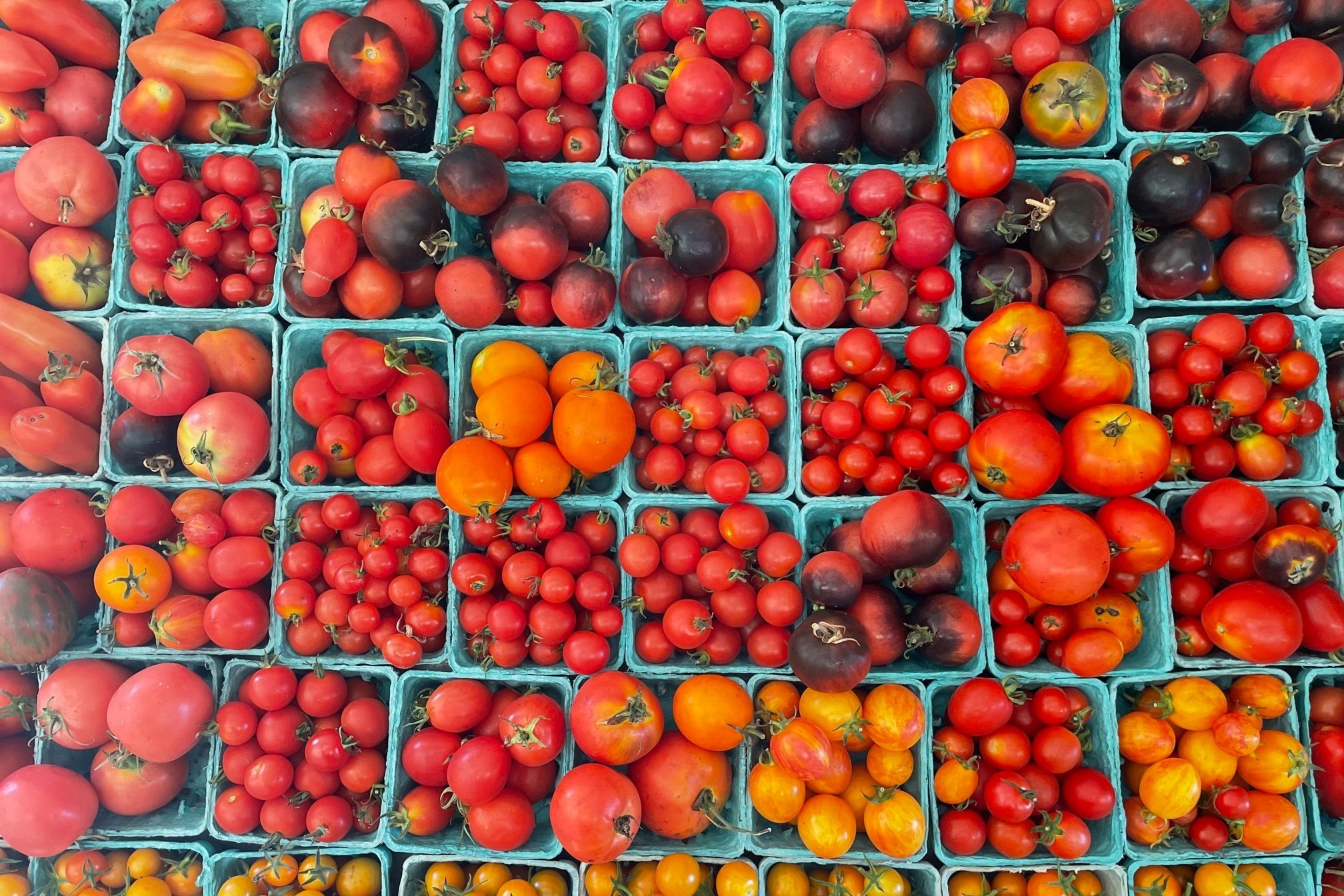 Frey+Family+Farm,+WA+-+produce3 A vibrant assortment of various tomato varieties and peppers displayed in blue containers, showcasing a colorful palette of reds, oranges, and purples, perfect for fresh produce markets or farm stands.