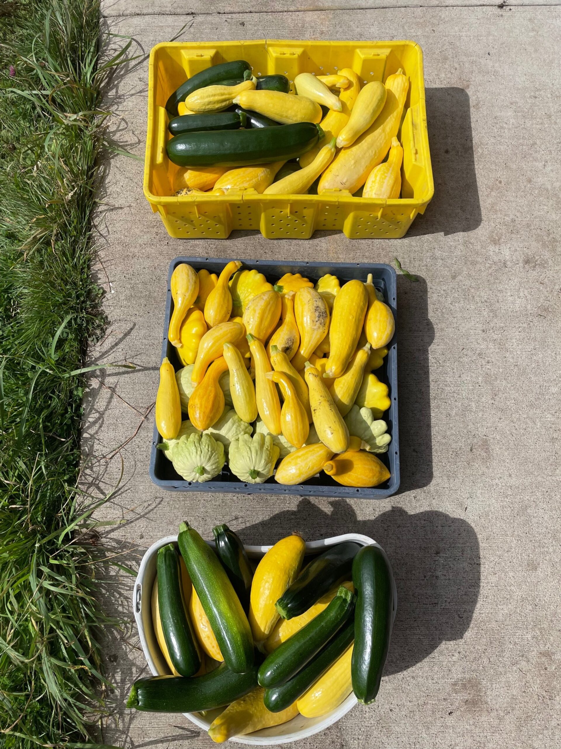 Harvested zucchini and yellow squash displayed in three containers on a concrete surface, surrounded by lush green grass. The top container holds a mix of green zucchini and yellow squash, the middle container is filled with various yellow squash types, and the bottom container features an assortment of green and yellow zucchinis.