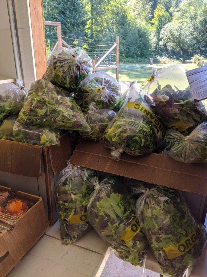 Bags of freshly harvested organic salad greens stacked in cardboard boxes, with a scenic outdoor view in the background.