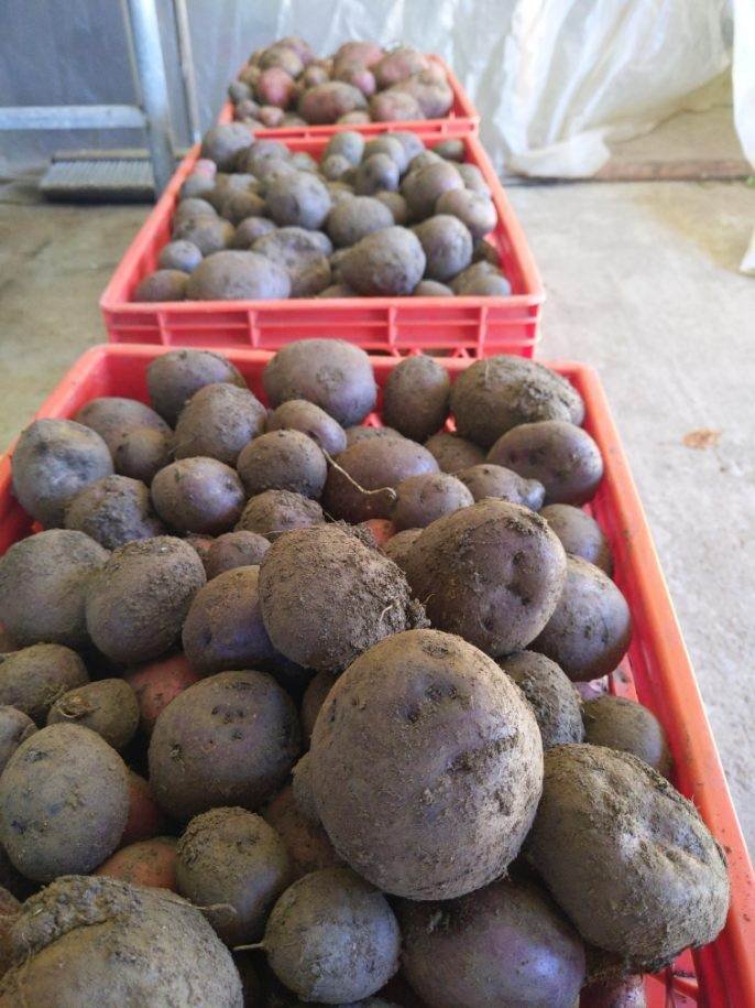 Freshly harvested potatoes in red plastic crates, showcasing a variety of shapes and sizes, covered in soil, ready for market distribution.