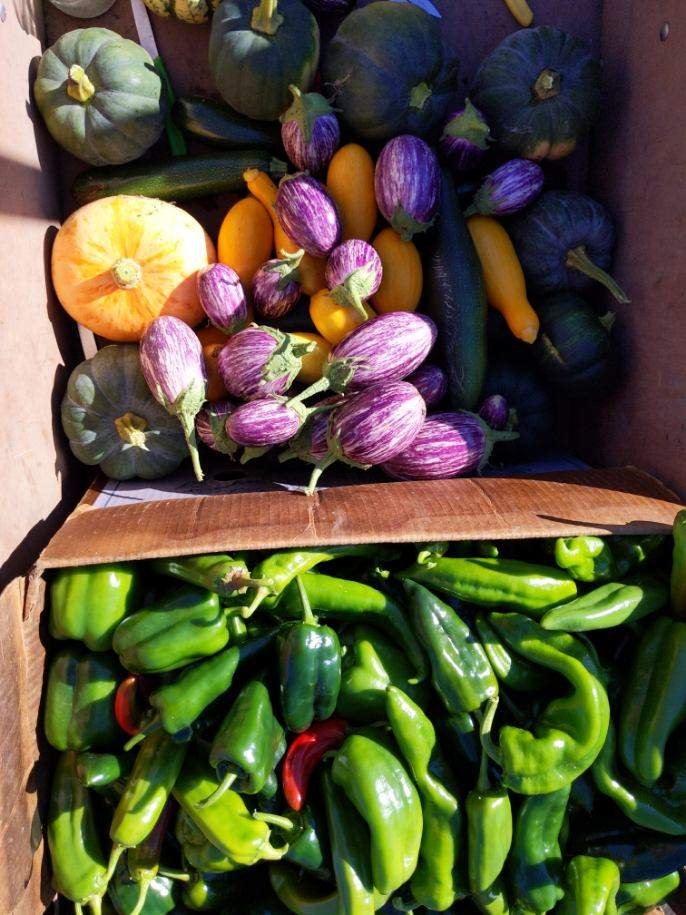 Assorted fresh vegetables in a cardboard box, including green bell peppers, zucchini, yellow squash, eggplants, and various types of squash, showcasing a vibrant harvest.