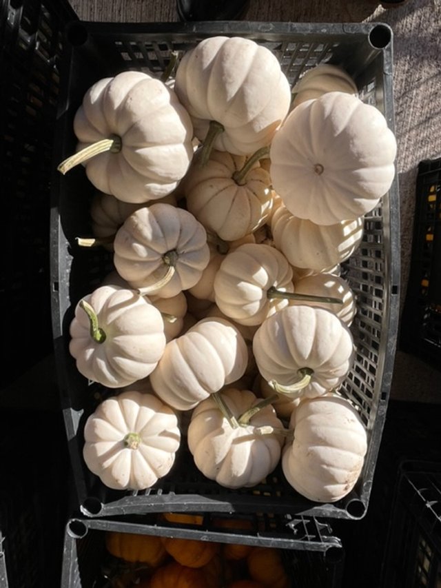 A basket filled with a variety of white pumpkins, showcasing their unique shapes and smooth textures, ideal for fall decorations and seasonal recipes.