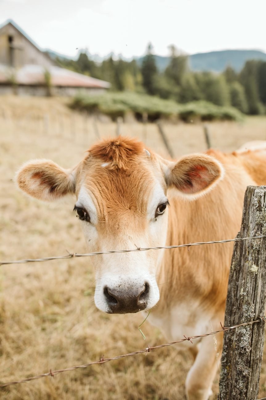 clementine2 Brown cow with a white face standing near a barbed wire fence in a rural setting, surrounded by grassy fields and distant mountains.