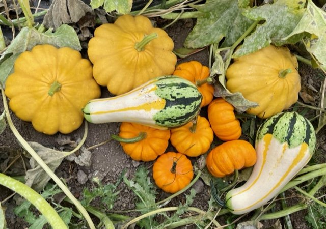 A variety of colorful pumpkins and squashes, including yellow, orange, and striped green types, nestled among green leaves and dirt, showcasing a bountiful autumn harvest.