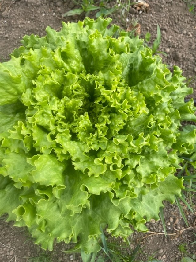 Fresh green lettuce with curly leaves growing in a garden bed, showcasing vibrant color and healthy texture. Ideal for salads and garnishes.