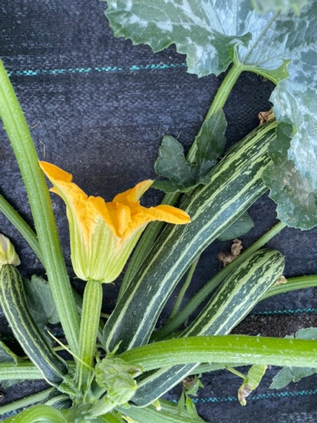 Zucchini plant with striped zucchinis and a vibrant yellow flower, surrounded by green leaves, set against a dark background.