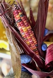 Colorful heirloom corn with vibrant kernels in shades of red, yellow, and purple, held by a person wearing blue gloves, surrounded by dried husks.